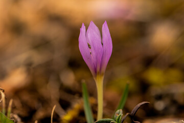 Fototapeta premium Crocus is a genus of seasonal flowering plants