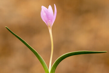 Crocus is a genus of seasonal flowering plants