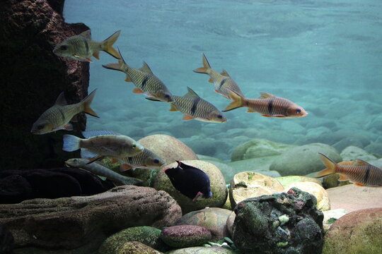 hampala barbs