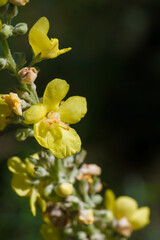 verbascum thapsus, great or common mullein. Vertical macro shot of stem with bright yellow flowers. Flowering summer plant