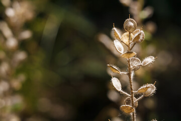 beautiful dry plant with brown round small leaves on dark background in sun rays light, soft focused macro shot