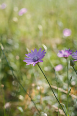 Beautiful xeranthemum annuum, everlasting or immortelle purple flower on blurry green background, summer forest blooms
