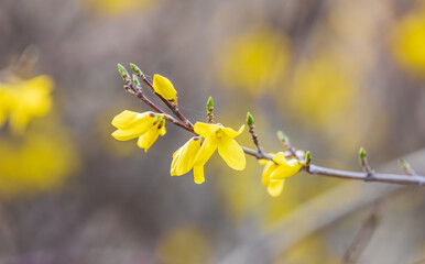 Yellow forsythia signals the beginning of spring. Forsythia koreana