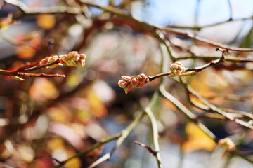 春になってほころび始めたブルーベリーの木