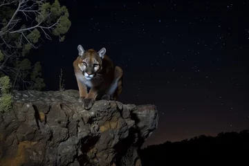  puma crouched on a cliff, night sky starting © studioworkstock