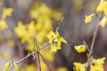 Yellow forsythia signals the beginning of spring. Forsythia koreana