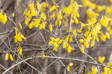 Yellow forsythia signals the beginning of spring. Forsythia koreana