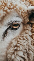 Macro photography of a sheep eyes