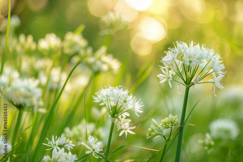 Aufkleber detailed view of wild leek flowers during blooming cycle in a meadow, background with empty space fo