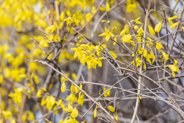 Yellow forsythia signals the beginning of spring. Forsythia koreana