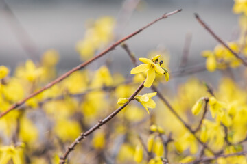 Yellow forsythia signals the beginning of spring. Forsythia koreana