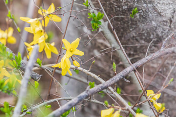 Yellow forsythia signals the beginning of spring. Forsythia koreana