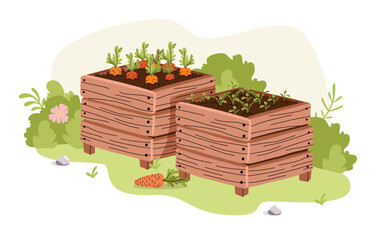 Carrot seedling in wooden box. Growing vegetables. Seedling sprouts, compost. Landscape design.