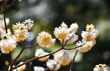 タイリンミツマタ
