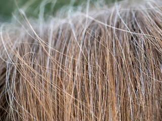 Close-up of the wavy blonde hair of a young blonde woman