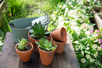  succulent potted and gardening equipment on wooden table in a garden with flowers blooming background