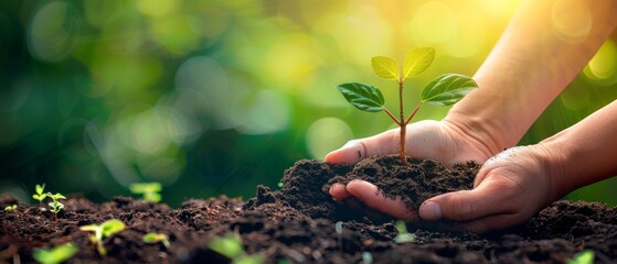 A farmer nurturing a tree on fertile soil with green and yellow bokeh background / nurturing a baby plant / protecting the environment / Earth Day image. - obrazy, fototapety, plakaty