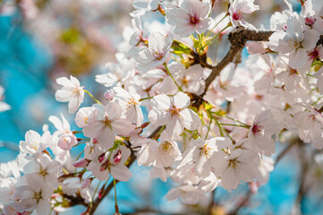 Spring banner, branches of blossoming cherry against background - 768572826