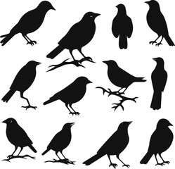 Set of Bird Silhouette Illustration Vector Design