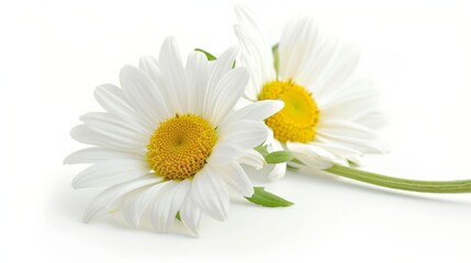 A beautiful daisy flower on a white background - Powered by Adobe