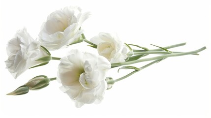 Eustoma flowers isolated on white.