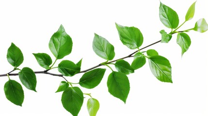 Green leaves branch on white background with a fresh look