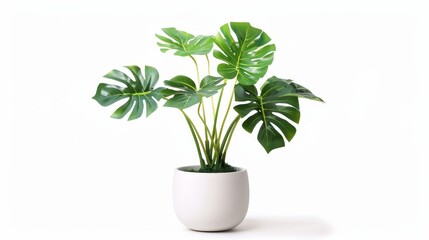 A decorative monstera plant is planted in a white ceramic pot isolated against a white background.