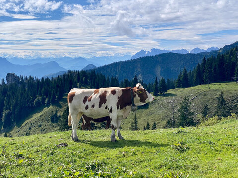 cow in the bavarian mountains