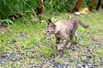 Brown cat walking outside, Cute animals