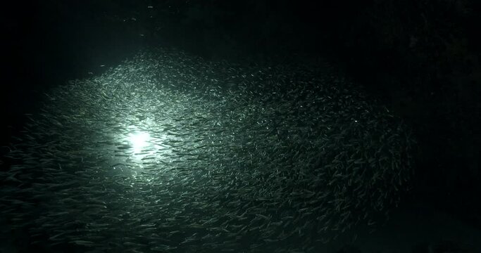 A school of glass fish filmed in the dark, backlit by a shining light 1.