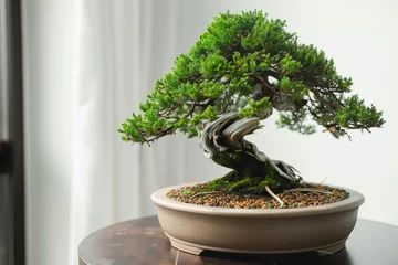 Deurstickers bonsai tree on turntable for symmetrical pruning © studioworkstock