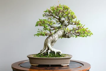 Tuinposter bonsai tree on turntable for symmetrical pruning © studioworkstock