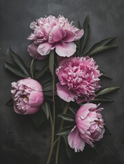 Pink peonies on a dark black chalk background, Dark black chalk backdrop with pink peony flowers, AI generated