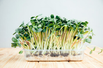 Home gardening. Greens microgreens sunflowers in plastic container on a linen rug on a wooden background. Front view