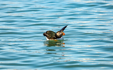 Atlantic Puffin on the ocean, Svalbard