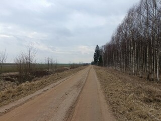 Fototapeta na wymiar Road in forest in Siauliai county during cloudy early spring day. Oak and birch tree woodland. cloudy day with white clouds in blue sky. Bushes are growing in woods. Sandy road. Nature. Miskas. 