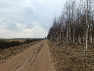 Road in forest in Siauliai county during cloudy early spring day. Oak and birch tree woodland. cloudy day with white clouds in blue sky. Bushes are growing in woods. Sandy road. Nature. Miskas.	