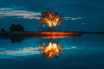 lone tree on fire reflecting on a nearby lake