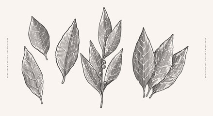 Set of leaves and branches of laurel. Fragrant plant in the style of an old engraving. Design element for culinary or medical products. Botanical illustration on a light background.