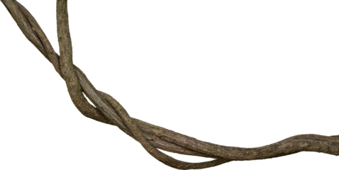 Twisted dried Liana jungle vine.