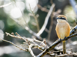 木の枝にとまるモズ