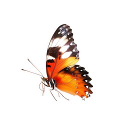 Beautiful butterfly flying, isolated on white, professional photo