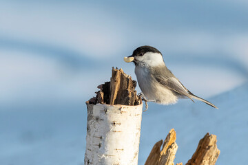 Fototapeta premium tit on a birch tree