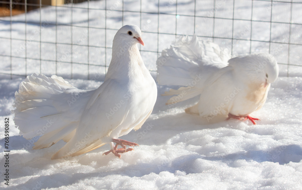 Wall mural portrait of a white dove in the snow in winter