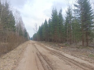 Fototapeta na wymiar Road in forest in Siauliai county during cloudy early spring day. Oak and birch tree woodland. cloudy day with white clouds in blue sky. Bushes are growing in woods. Sandy road. Nature. Miskas. 