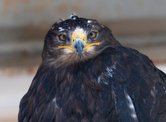 Portrait of an eagle in the zoo - 768590859