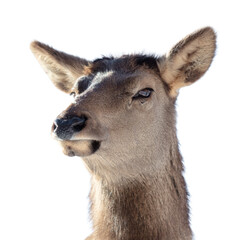 Portrait of a female deer isolated on a white background - 768591233