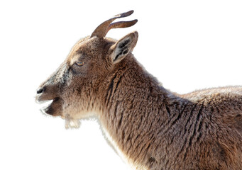 Portrait of a goat isolated on a white background - 768591262