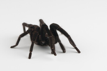 Selenocosmia javanensis is tarantula species native to Java, Indonesia.