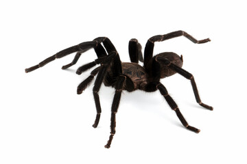 Selenocosmia javanensis is tarantula species native to Java, Indonesia.